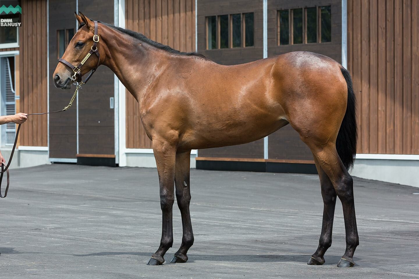 ラヴィエント 馬体フォト 2019/07/30