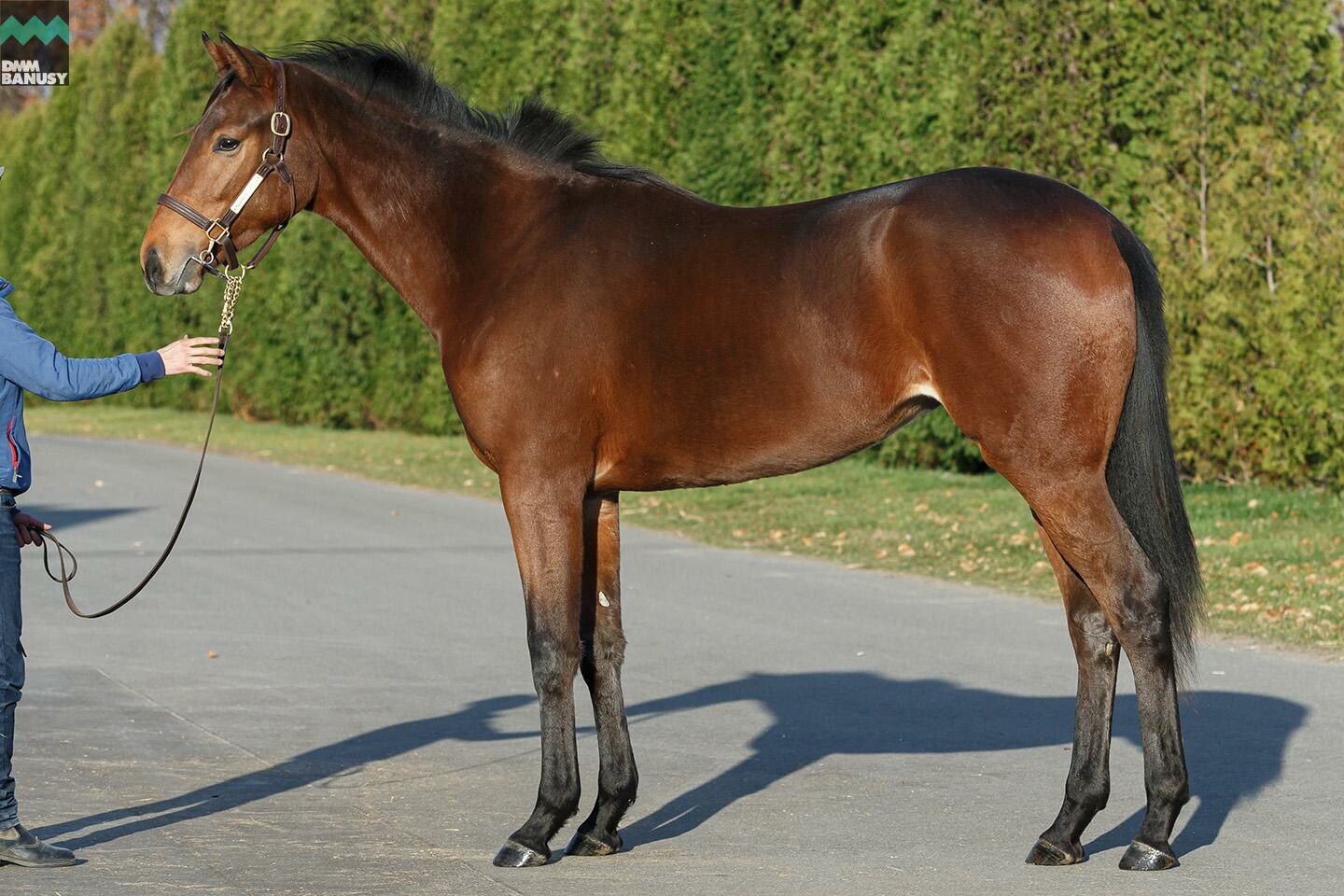 ラヴィエント 馬体フォト 2019/11/04