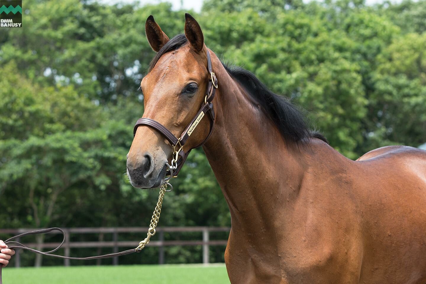 ラヴィエント 馬体フォト 2019/07/30