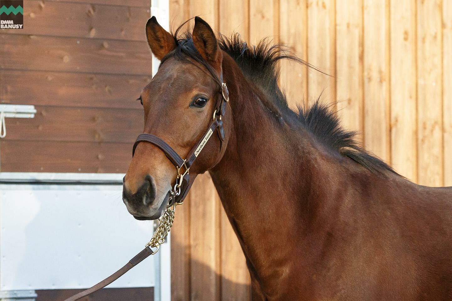 ラヴィエント 馬体フォト 2019/11/04