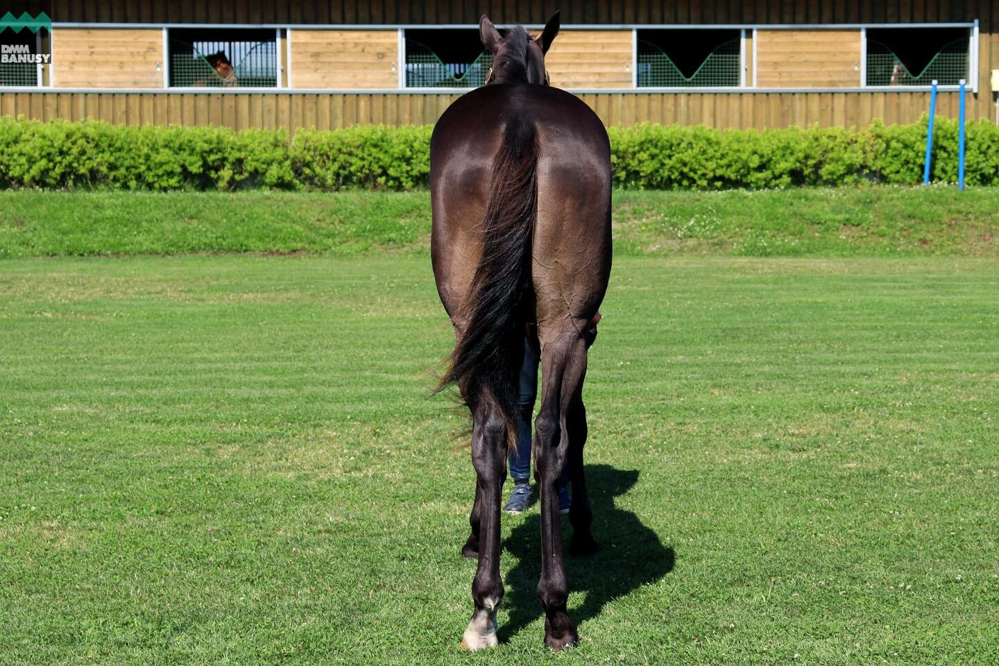 オーヴァルブルーム 馬体フォト 2021/07/14