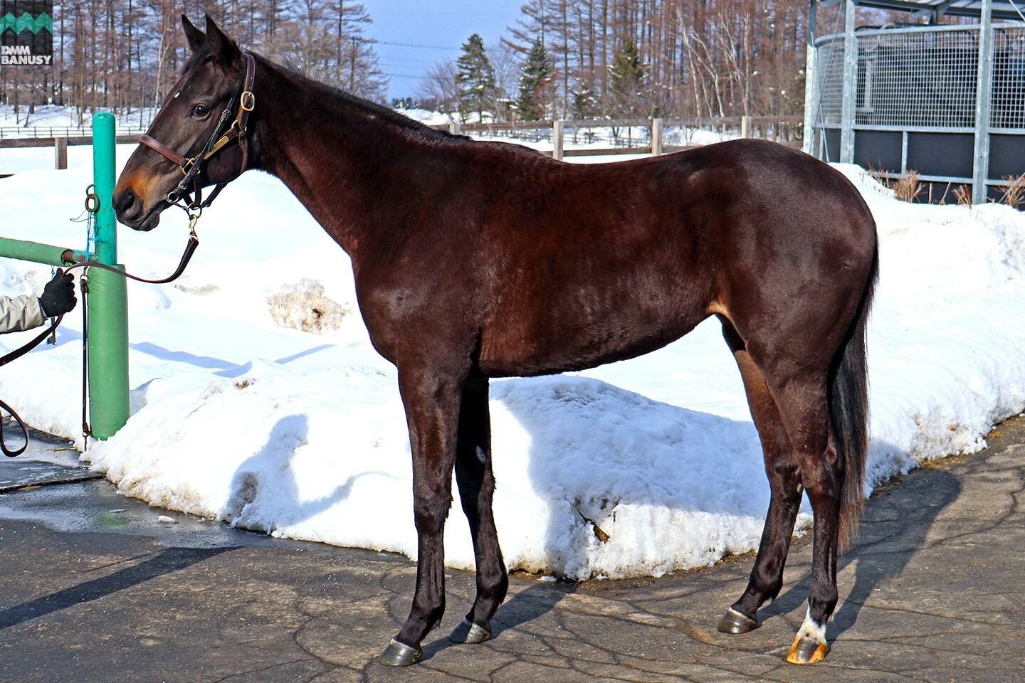 オーヴァルブルーム 馬体フォト 2022/02/05