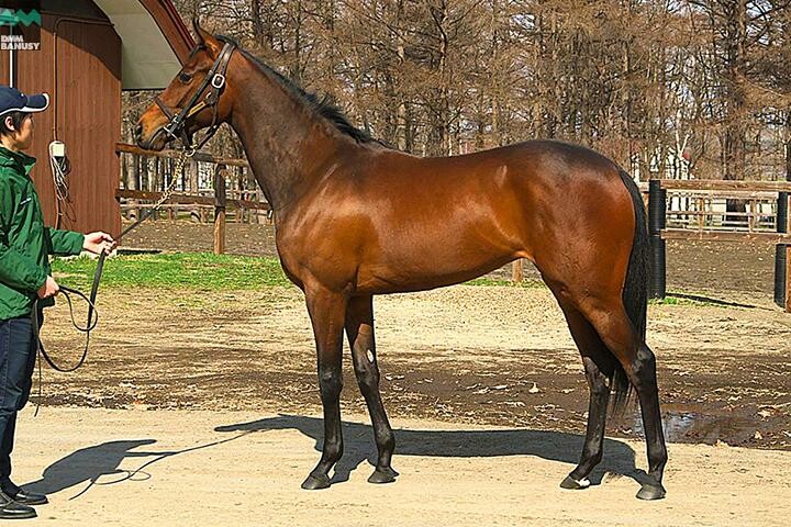 アイワナシーユー 馬体フォト 2017/04/21