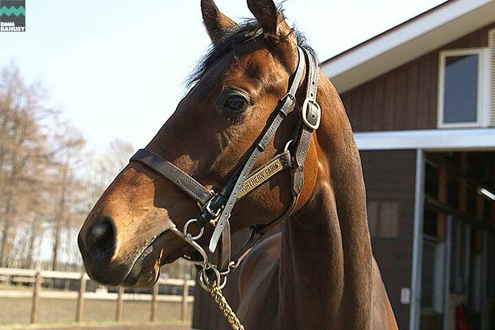 アイワナシーユー 馬体フォト 2017/04/21