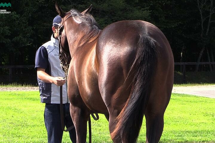 アイワナビリーヴ 馬体フォト 2017/08/26