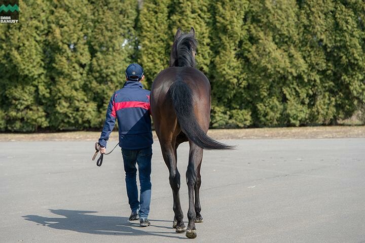アイワナビリーヴ 馬体フォト 2018/04/10