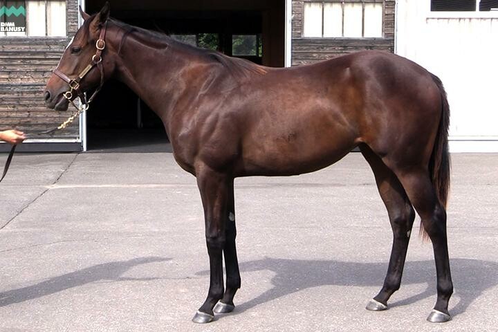 アイワナビリーヴ 馬体フォト 2017/08/26