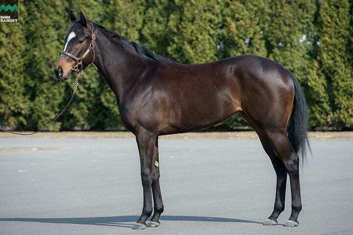 アイワナビリーヴ 馬体フォト 2018/04/10