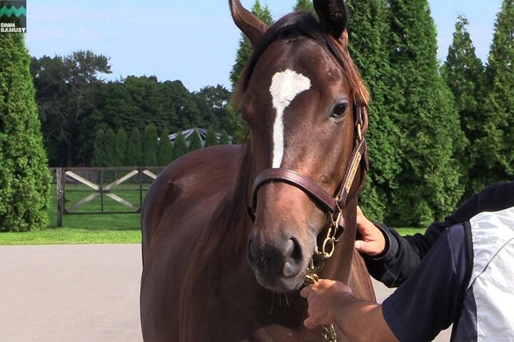 アイワナビリーヴ 馬体フォト 2017/08/26