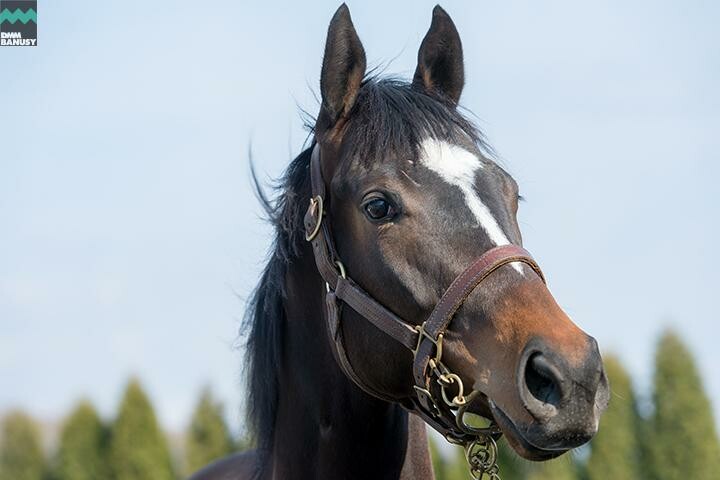 アイワナビリーヴ 馬体フォト 2018/04/10