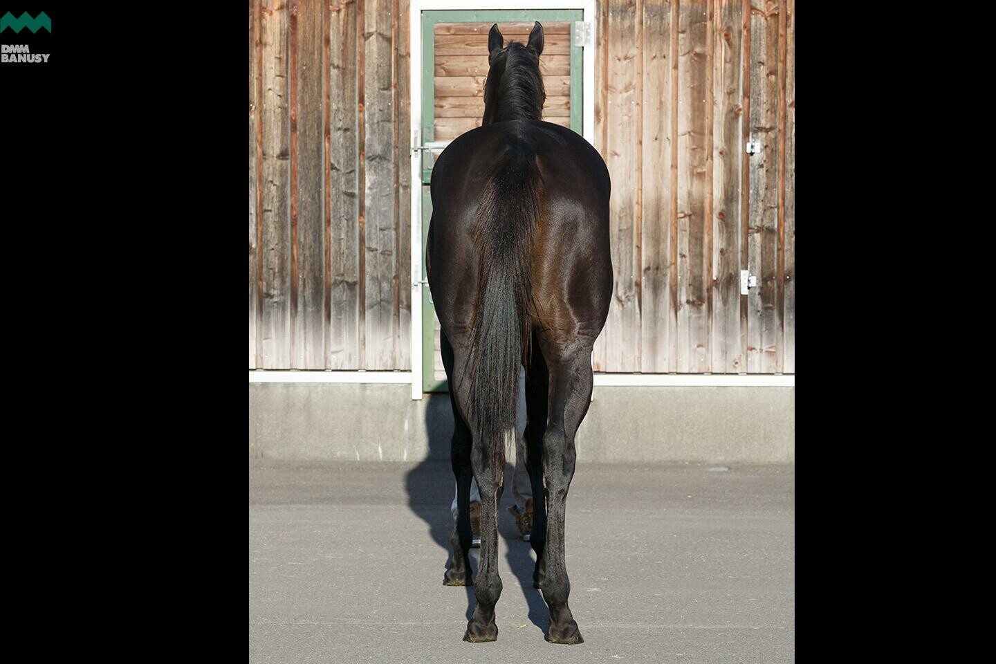 アイワナスマイル 馬体フォト 2019/11/05