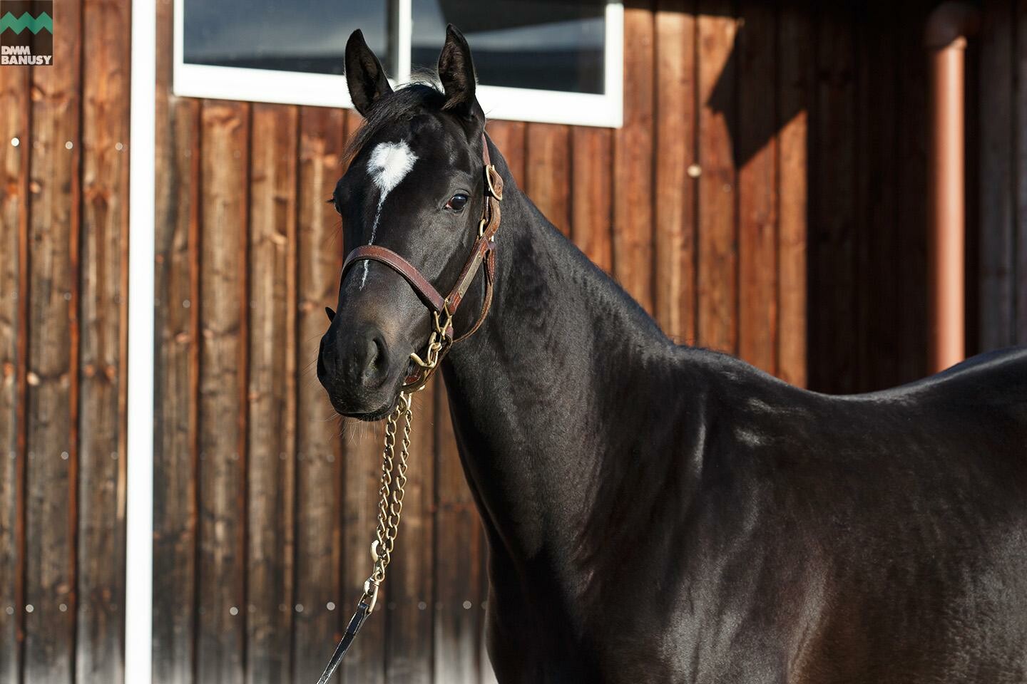 アイワナスマイル 馬体フォト 2019/11/05