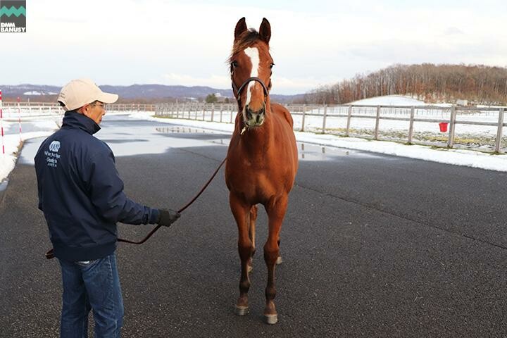 ヴィブラント 馬体フォト 2017/12/13