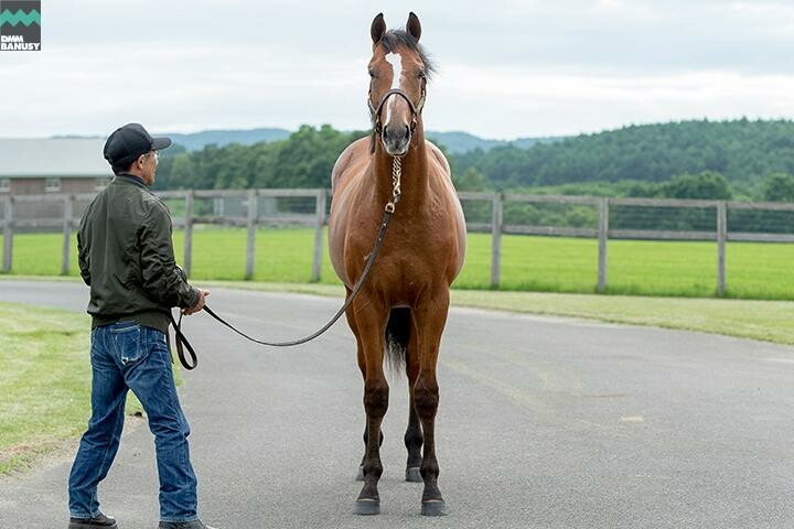 ヴィブラント 馬体フォト 2018/07/12