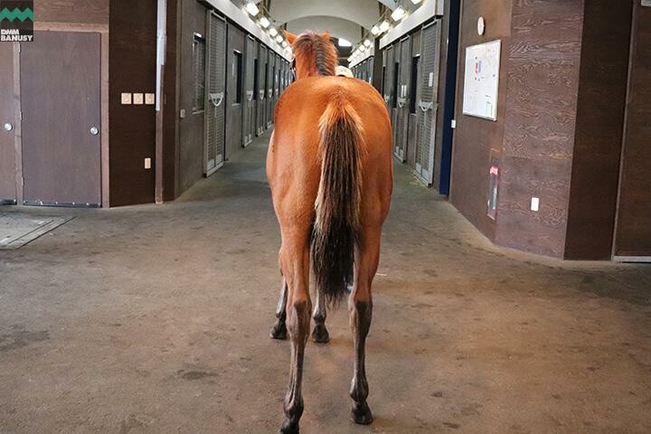 ヴィブラント 馬体フォト 2017/12/13