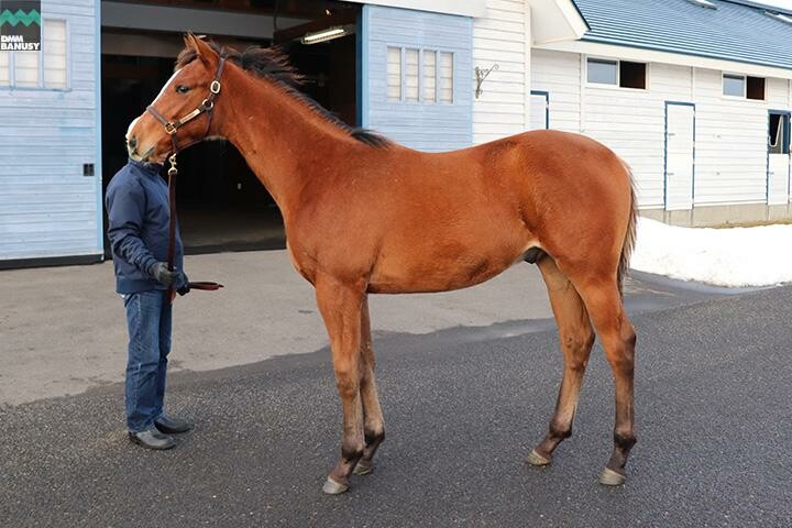 ヴィブラント 馬体フォト 2017/12/13