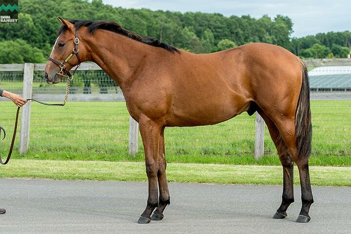 ヴィブラント 馬体フォト 2018/07/12