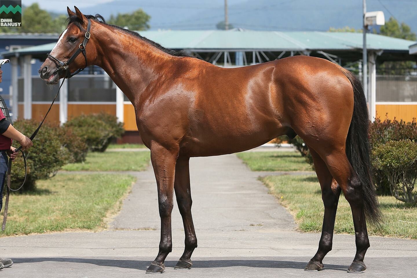 ヴィブラント 馬体フォト 2019/08/08