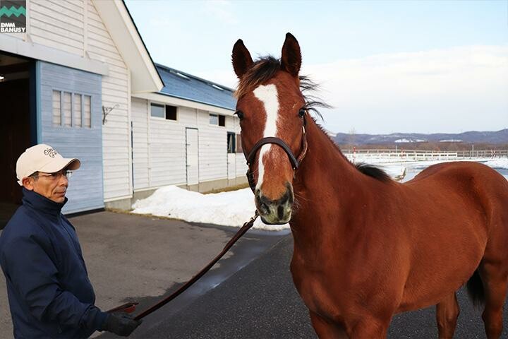 ヴィブラント 馬体フォト 2017/12/13