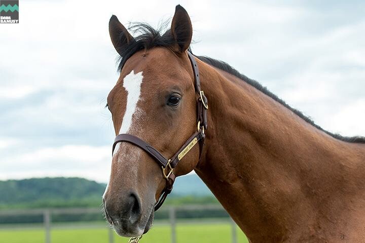 ヴィブラント 馬体フォト 2018/07/12
