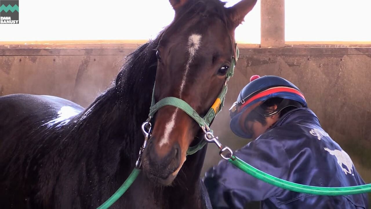 ドリームインパクト PV2018