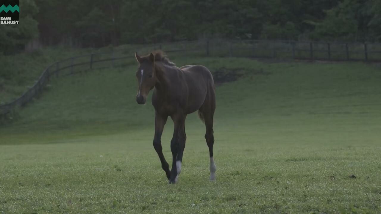 ドリームインパクト PV2017