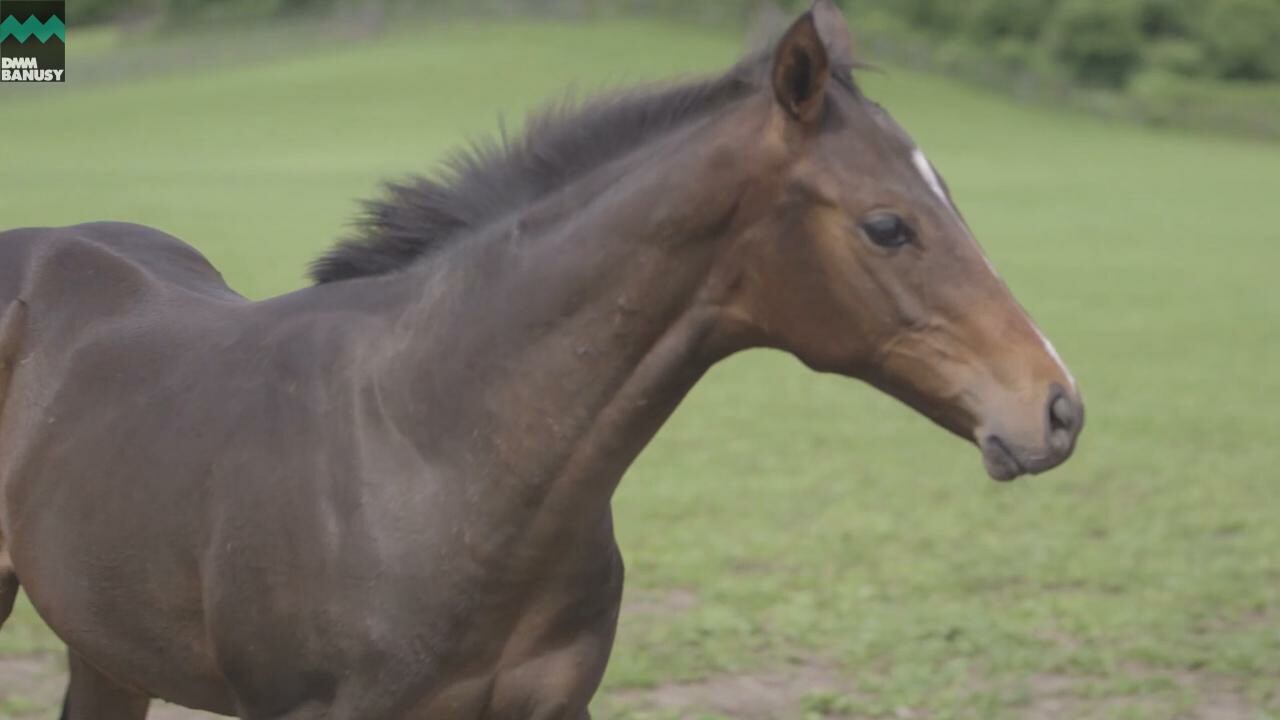 ドリームインパクト 母馬との別れ