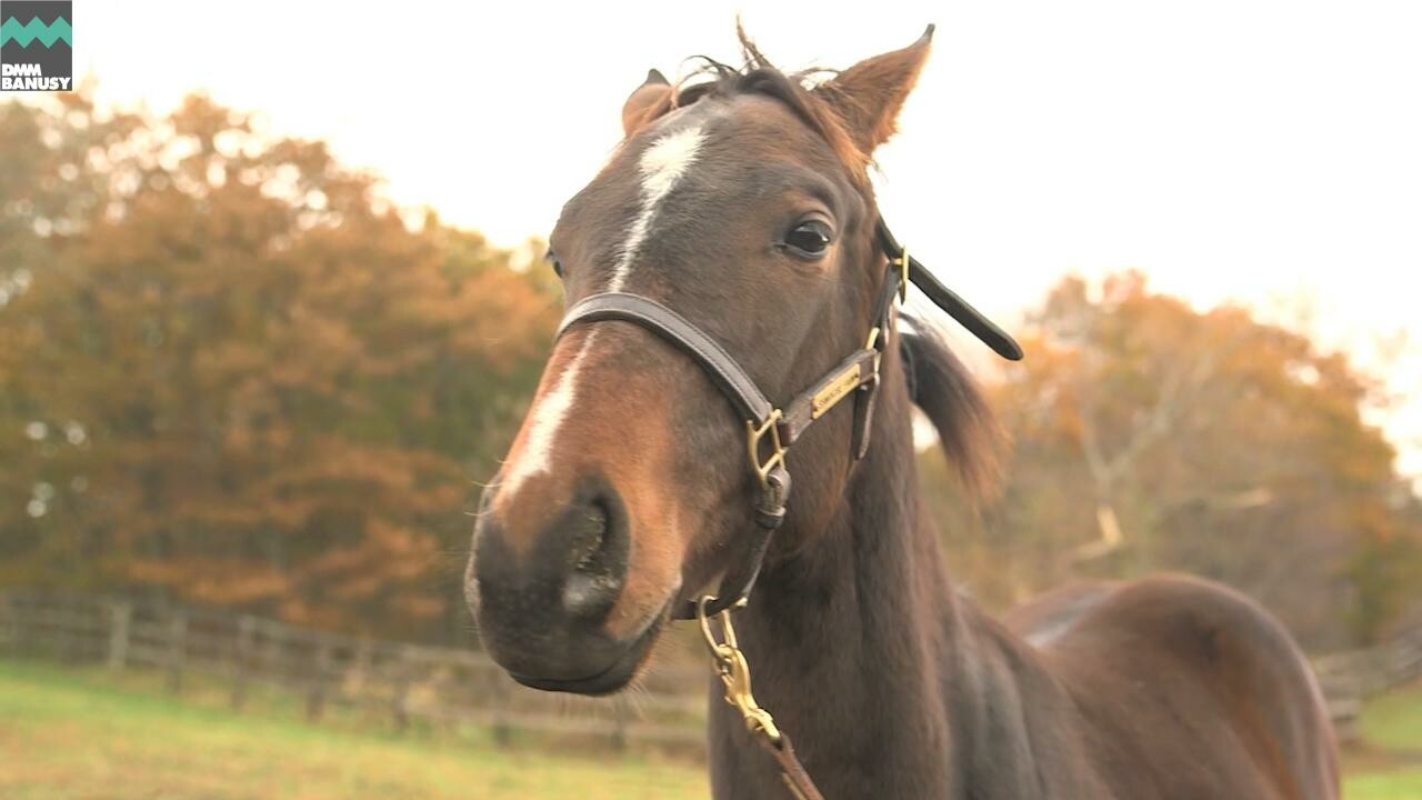 ドリームインパクト たくさん食べて遊ぶ
