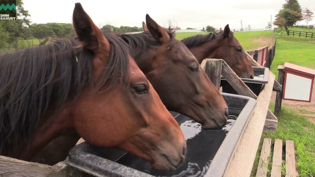 ドリームインパクト 2017年成長の過程