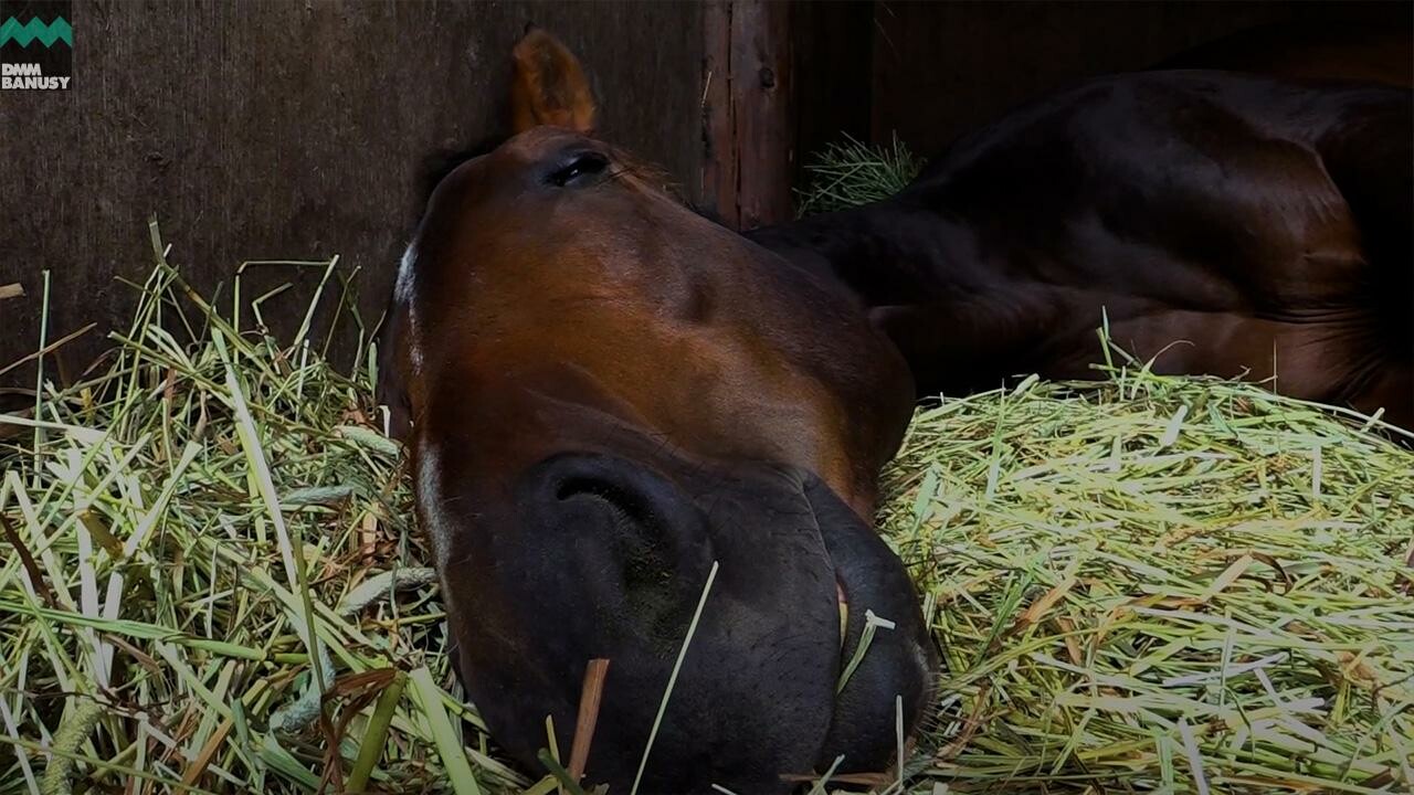 ドリームインパクト 引退記念スペシャルムービー