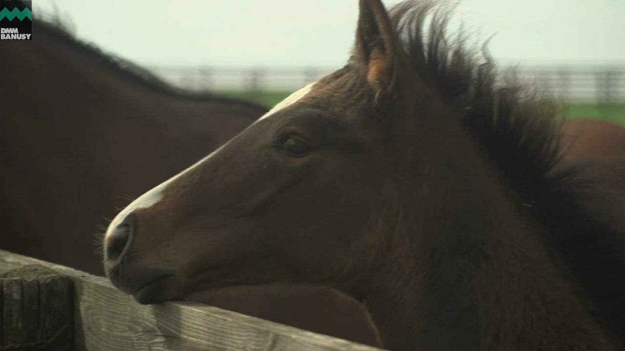 テオファーニア 馬の特徴・放牧