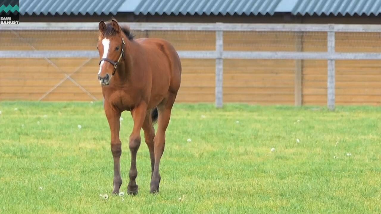 ヴィブラント PV