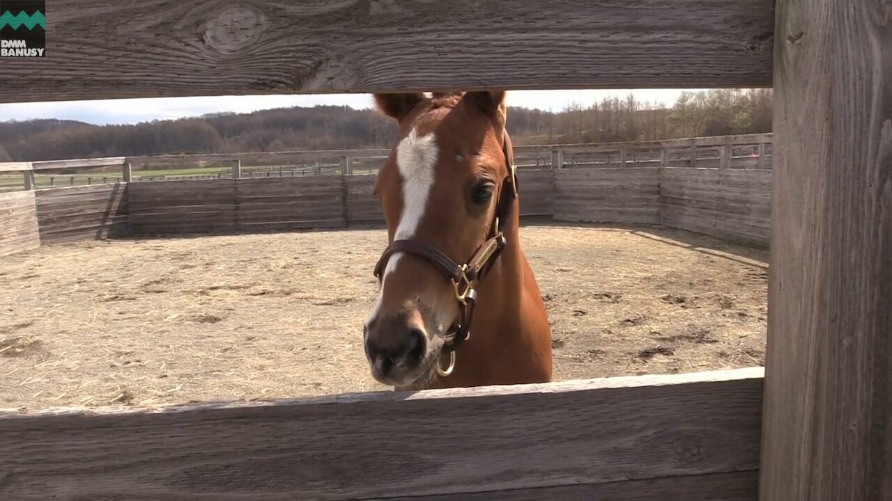 ヴィブラント 馬の特徴・放牧