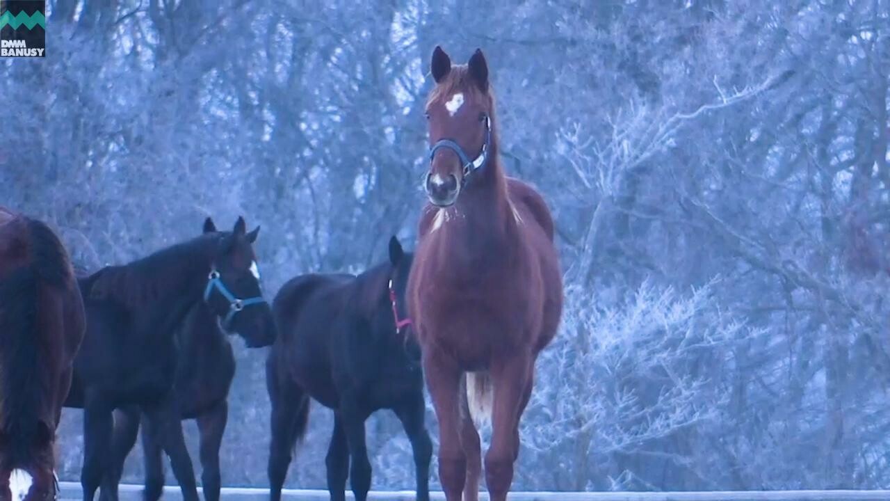 ヴォリーダ PV2019