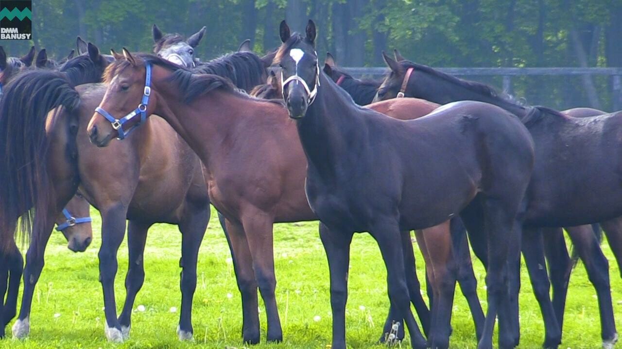 アイワナスマイル PV2019