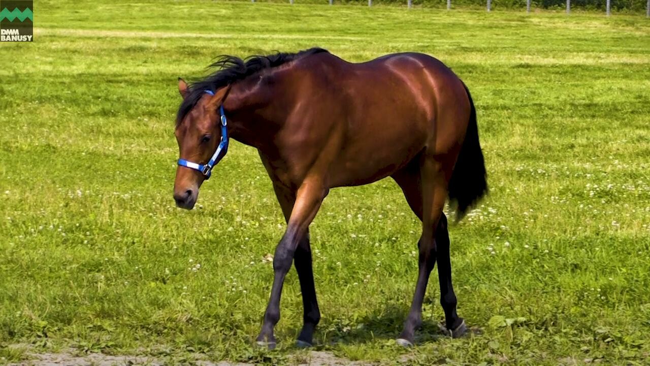 ラヴィエント PV2019