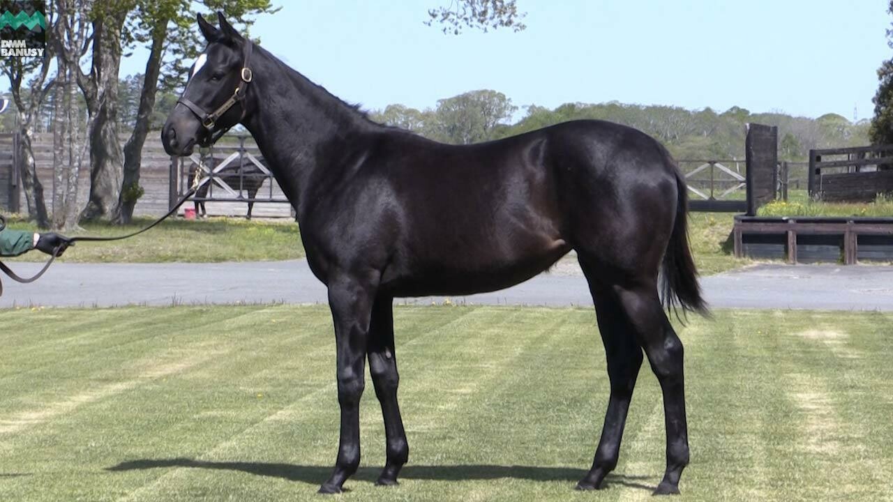 アイワナスマイル 2019/5/25撮影：厩舎長 香山さんインタビュー付