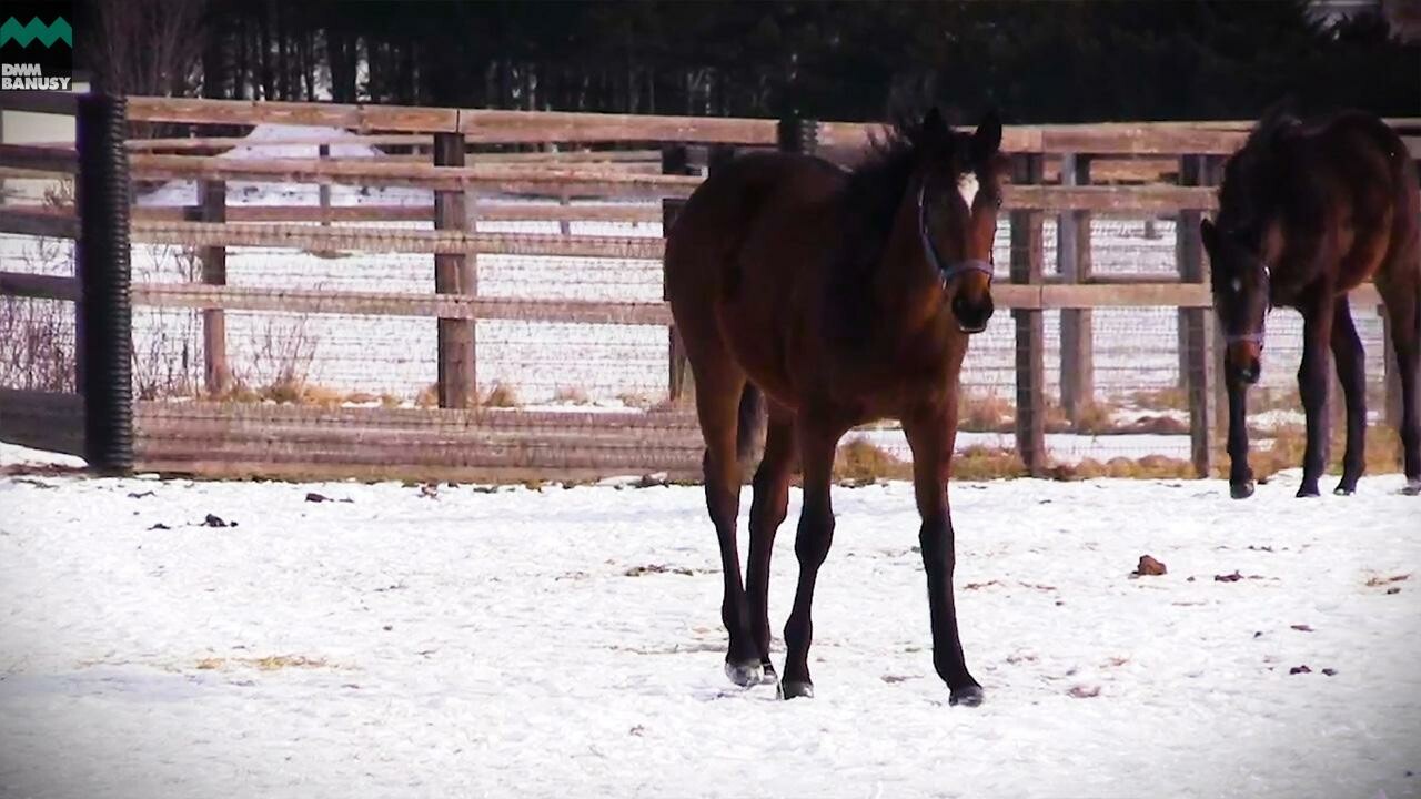 レプリューム PV2020