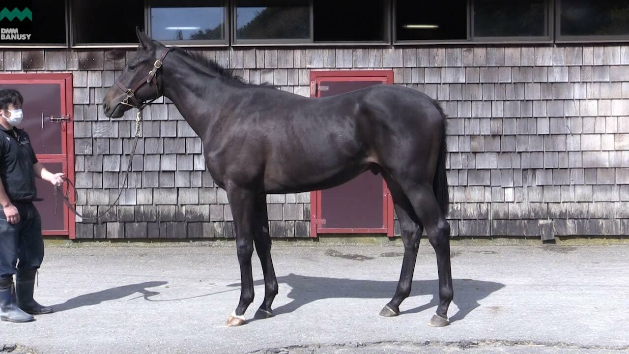 レアンカルナシオン 2019/9/21撮影