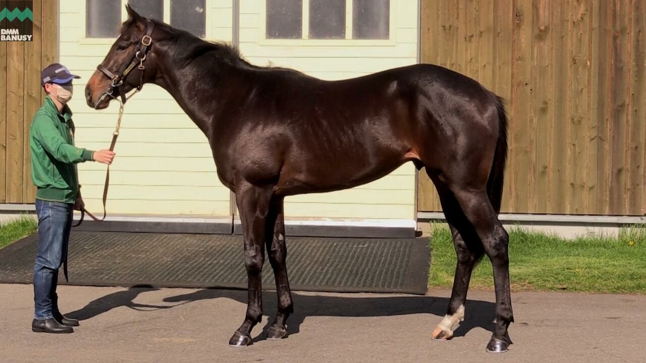 サイレントブラック 2021/5/20撮影：社台ファーム事務局 吉田(よしだ)さんインタビュー付