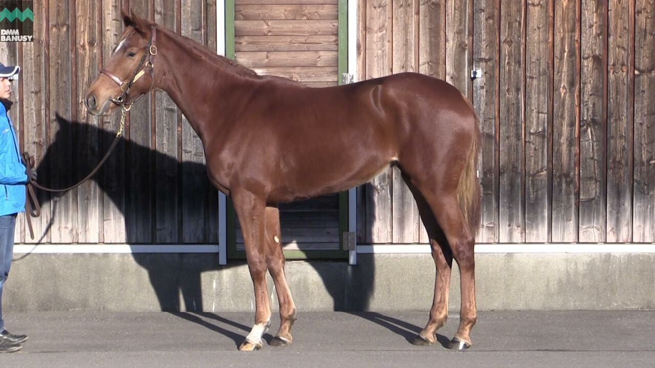 ヴォリーダ 2019/11/26撮影：厩舎長 岡さんインタビュー付