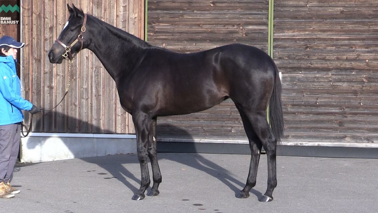 アイワナスマイル 2019/11/29撮影：厩舎長 野崎さんインタビュー付