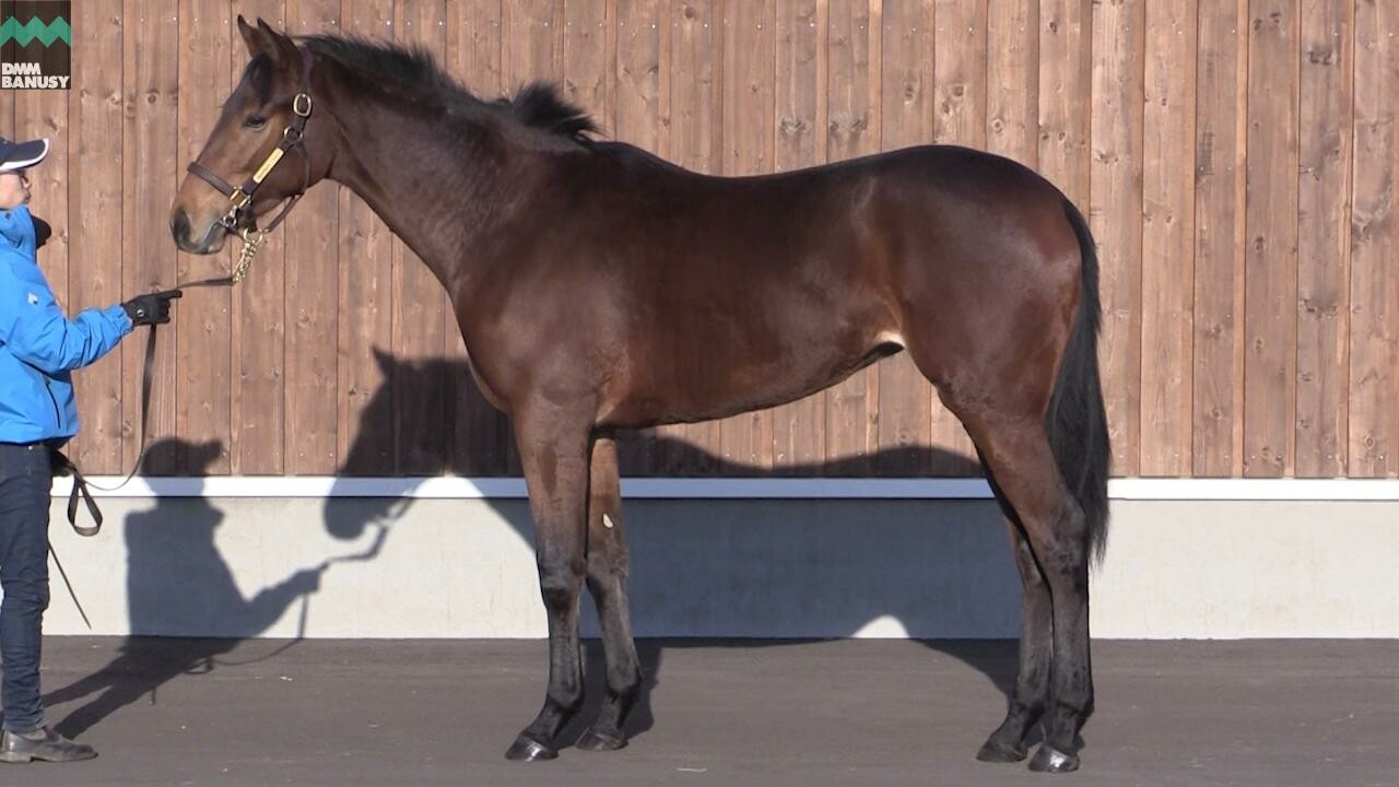 ラヴィエント 2019/11/22撮影：厩舎長 山根さんインタビュー付