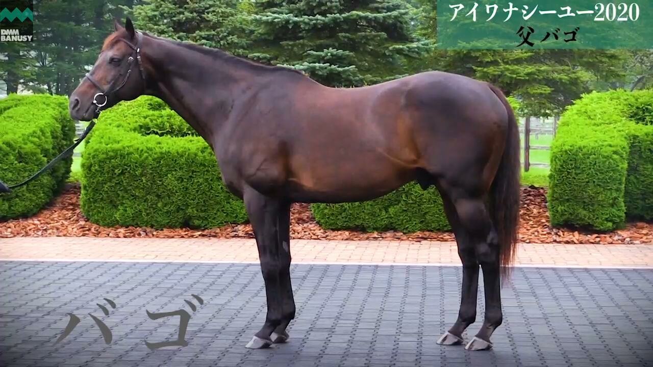 アイワナアイドル JBBA・獣医師 遊佐繁基氏インタビュー