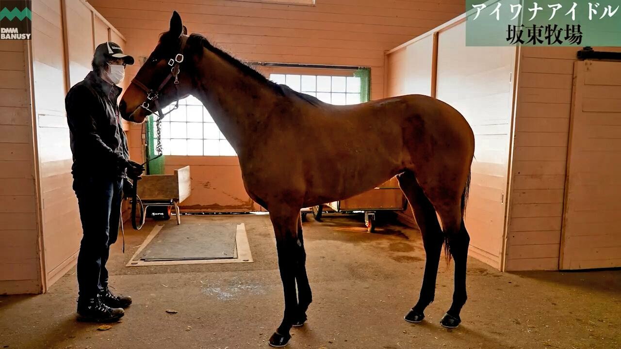 アイワナアイドル 2022/1/18撮影：坂東牧場現地視察