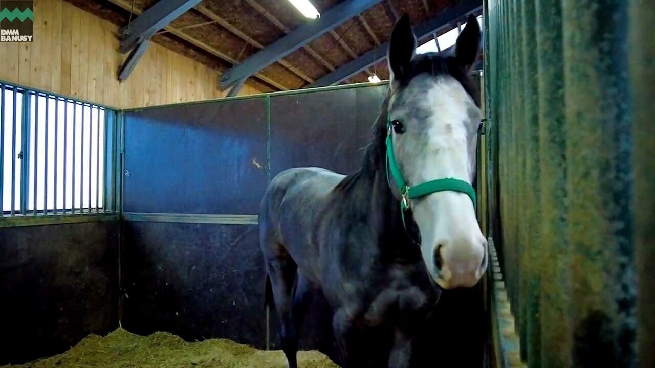 ニコニコルンルン デビューまでの道のり