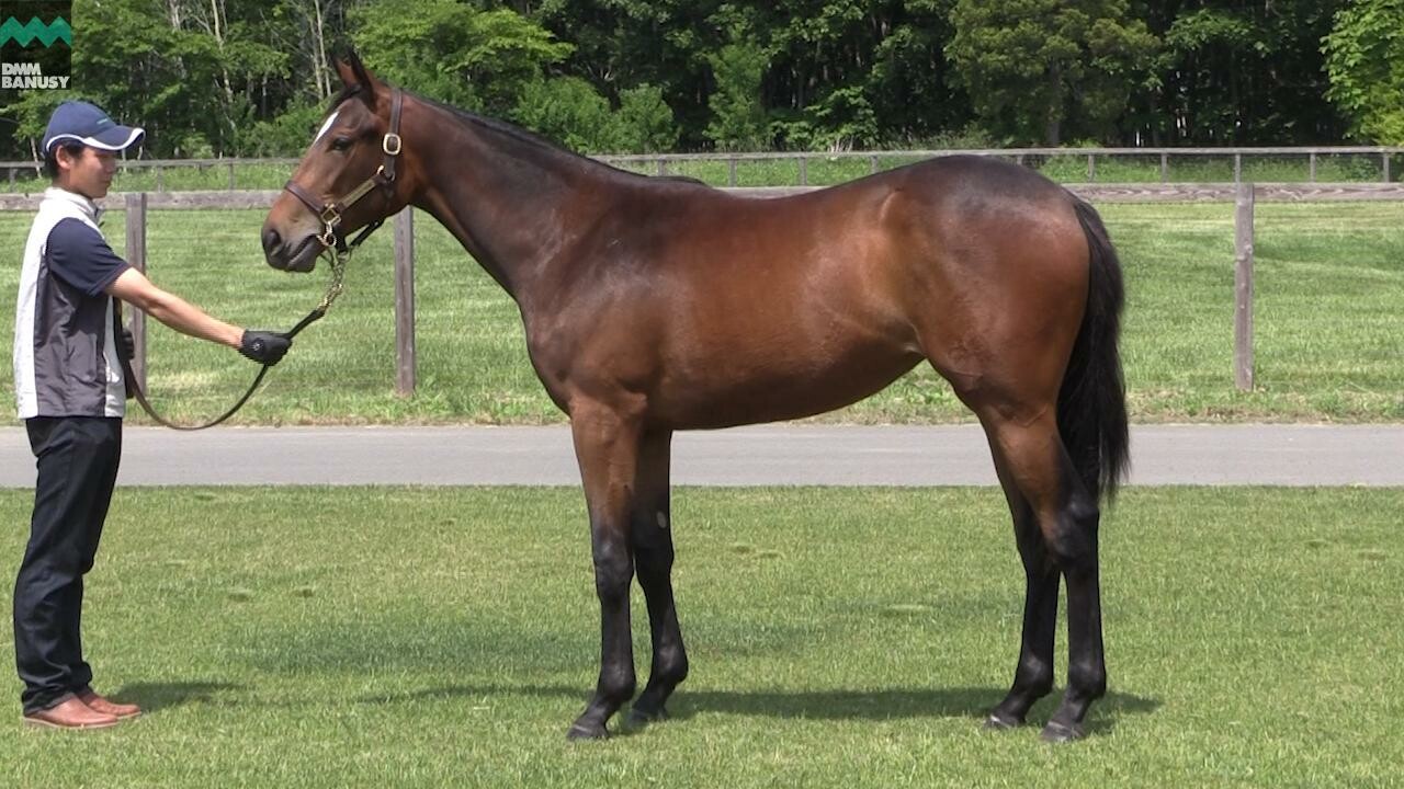 レプリューム 2020/6/23撮影：厩舎長 林さんインタビュー付き