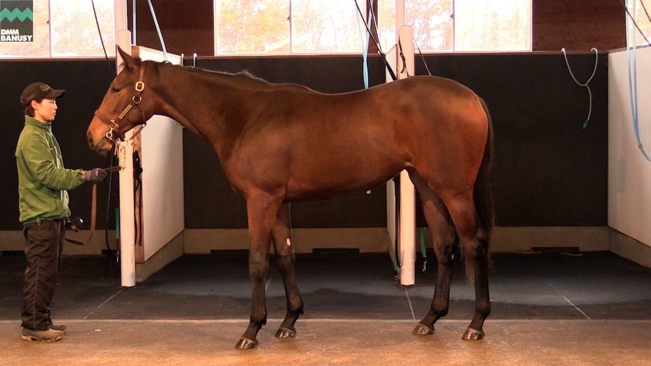 レプリューム 2020/11/4撮影