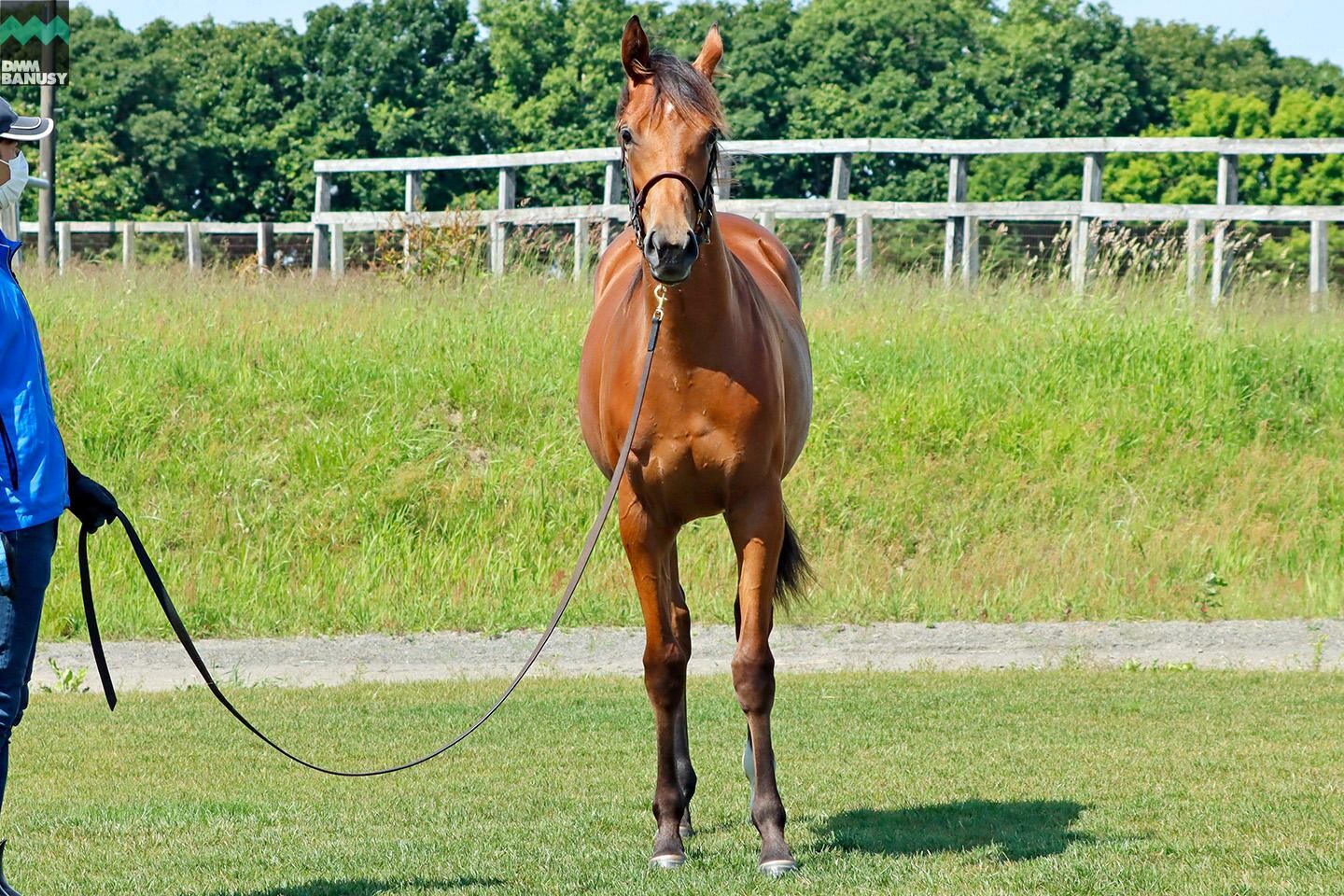 ルナティアーラ2022 馬体フォト 2023/06/27