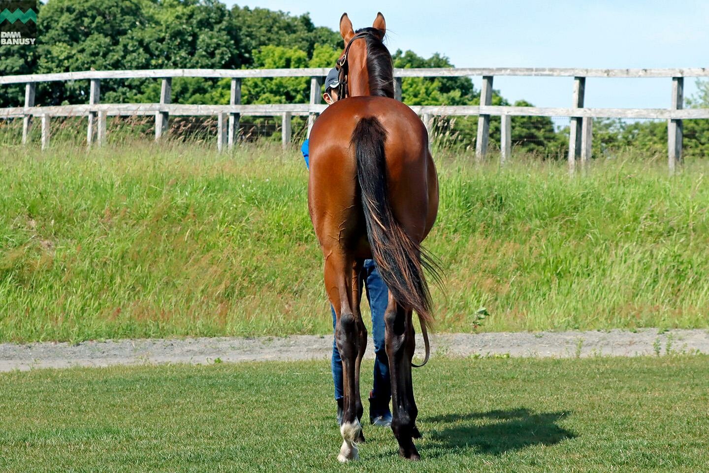 ルナティアーラ2022 馬体フォト 2023/06/27